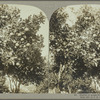 Cluster of grape-fruit, Jamaica