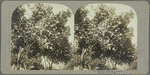 Cluster of grape-fruit, Jamaica