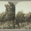 Pimento plantation, Jamaica