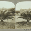 Sago palm, Jamaica