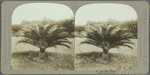 Sago palm, Jamaica