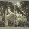 Jack fruit, Jamaica