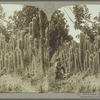 Cactus hedge, Jamaica