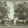 Bread fruit tree, Jamaica