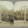 Silk-cotton wood tree, Jamaica
