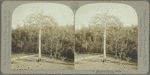 Silk-cotton wood tree, Jamaica