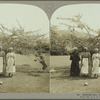 Calabash tree, Jamaica