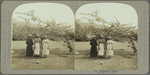 Calabash tree, Jamaica