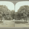 Mango tree, Jamaica