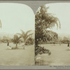 Hope gardens, Kingston, Jamaica