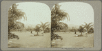 Hope gardens, Kingston, Jamaica