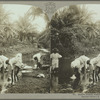Native women washing, Jamaica.