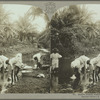 Native women washing, Jamaica