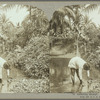 Gathering shrimps, Jamaica