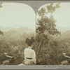 Wagg Water Valley and Blue Mountains, Jamaica