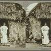 The village belle, Jamaica