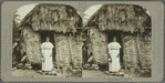 The village belle, Jamaica