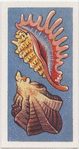 Shells.