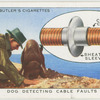 Dog detecting cable faults.