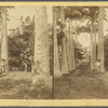 Palm Avenue leading to "Morne Jaloux," the former residence of the Hero of Grenada