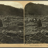 St. Pierre, Mount Pelée's ill-fated victim - ruins and vocalnic ashes entombing her perished thousands, Martinique, W. I.