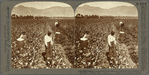 Picking cotton with Chinese labor on irrigated land at the foot of the Andes, Vitarte, Peru