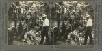 Loading Bananas into Plantation Cars for Transportation, Banana Fields, Costa Rica, C. A.