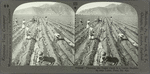 Planting the Sugar Cane in a Large Hacienda near Lima, Peru, So. Am