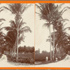 Cocoanut Palm trees at Martin Peña, Porto Rico