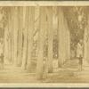 Grove of Royal Palm Trees at the Parade Ground