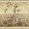 The Sugar Plantation at Oxford, with Turpentine Trees in the foreground
