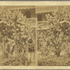 Gigantic Cactus in the Fort Gaden at Fredericksted, St. Croix, W. I.