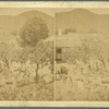 Scenes in the Wood and Coal market, Christiansted, St. Croix, W. I.