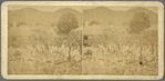 Scenes in the Wood and Coal market, Christiansted, St. Croix, W. I.