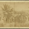 Sugar Plantation at Jolie Hill