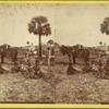 Freedom on de ole plantation
