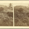 Sugar estate in Lucia, Jamaica. 1871