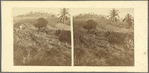 Sugar estate in Lucea, Jamaica. 1871
