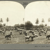 A Cattle Ranch in Jamaica