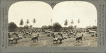 A Cattle Ranch in Jamaica