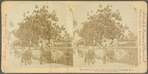 East Indian Cattle farm of Hon. Evelyn Ellis, Montpelier, W.I.