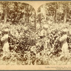Coffee tree in blossom, Blue Mountains. Jamaica, W. I.