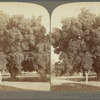 Mango tree, Gov. Girl's Grounds, Kingston, Jamaica, W. I.