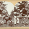 Jamaica, A Typical Scene in Port Antonio