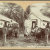 Jamaica, Hauling Bananas