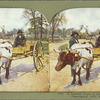 A Limited Train of Southern Florida