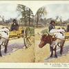 A Limited Train of Southern Florida