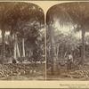 Harvesting the Cocoanuts, Florida, U. S. A.