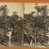 Picking fruit from trees