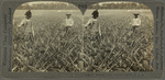 A Pineapple Field, Southern Florida, U. S. A.